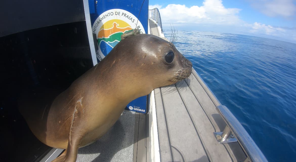 Focas e lobos-marinhos da Bacia de Santos estão sendo monitorados por satélite