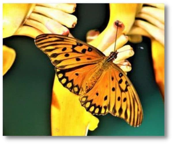 Foto_Helia Del Carmen Farias.jpg