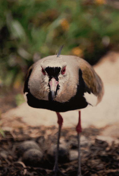 Mostra da Univali expõe fotos de Fábio Holthausen