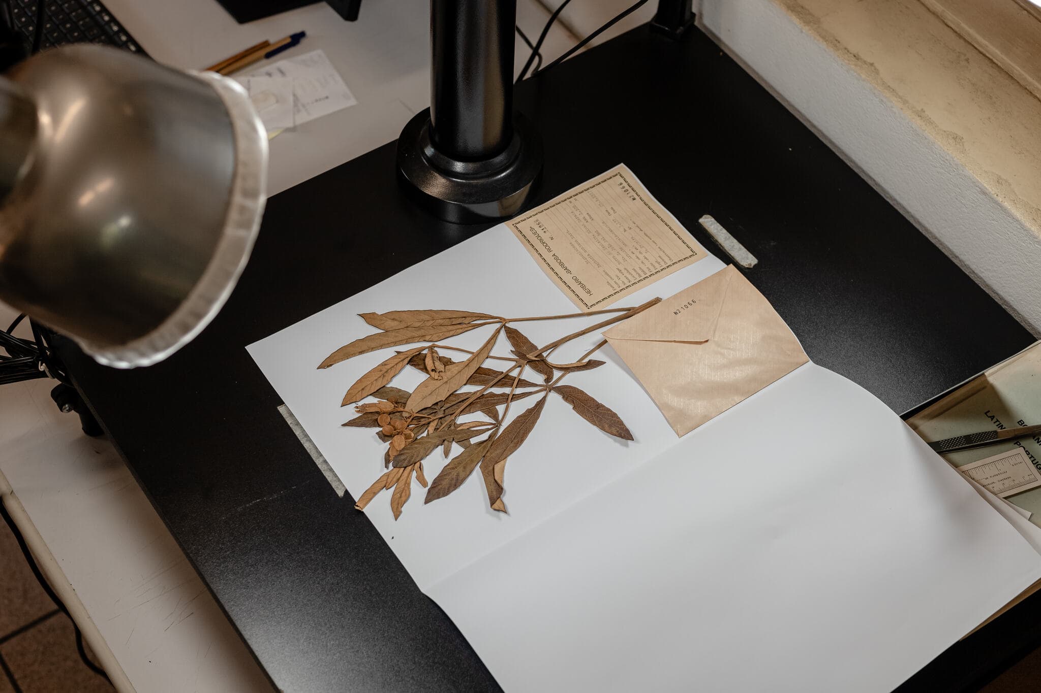 Acervo do Herbário Barbosa Rodrigues está sendo digitalizado