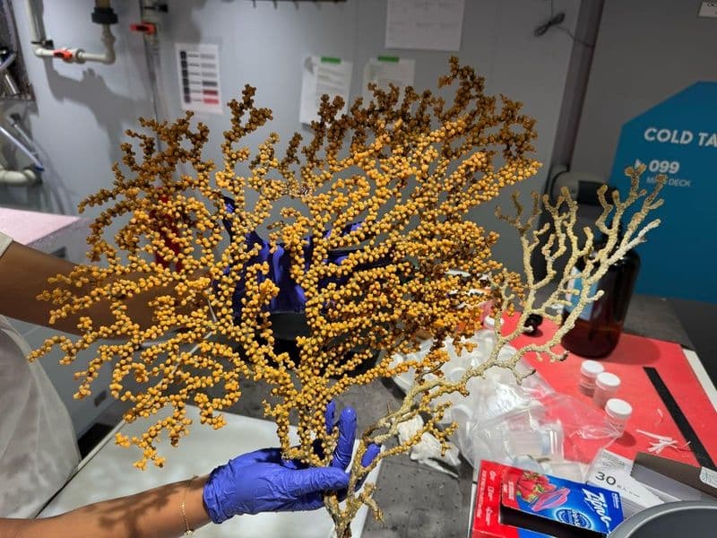 Pesquisador da Univali participa de expedição na Costa da África_3.4.2025.jpg Pesquisador da Univali participa de expedição na Costa da África_3.4.2025.jpg