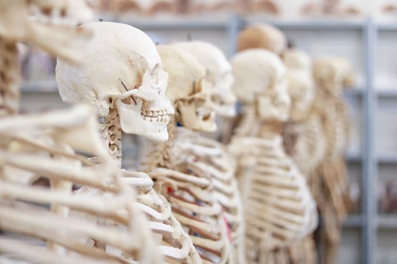 evento-nacional-marca-os-45-anos-do-laboratorio-de-anatomia-da-univali.jpg evento-nacional-marca-os-45-anos-do-laboratorio-de-anatomia-da-univali.jpg