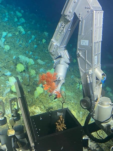 pesquisador-da-univali-participa-de-expedicao-na-costa-da-africa_342025.jpg pesquisador-da-univali-participa-de-expedicao-na-costa-da-africa_342025.jpg