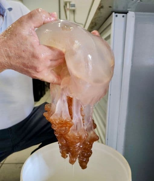 projeto-de-academica-da-univali-e-finalista-do-premio-new-medical-economics-awards-2024.jpg projeto-de-academica-da-univali-e-finalista-do-premio-new-medical-economics-awards-2024.jpg